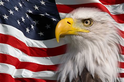 Eagle on the American Flag - World of Better Learning | Cambridge University Press