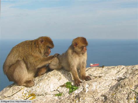 Rock apes (Gibraltar) - Travel photos from Culture Shock Therapy