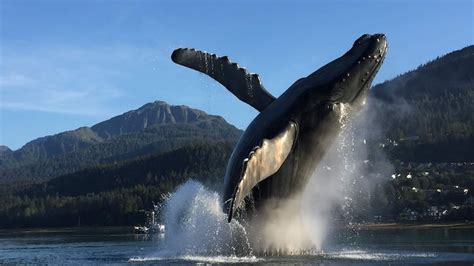 Journey Through Juneau: The Confluence of Alaskan Culture and Adventure