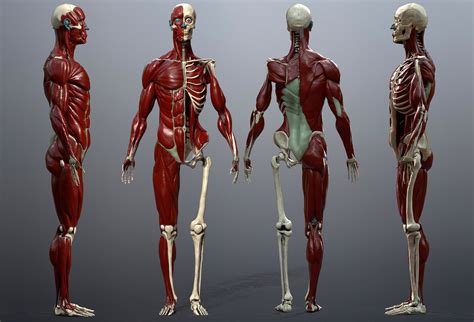 3D model Skeleton and Muscles Study VR / AR / low-poly | CGTrader