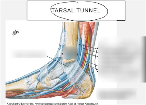 Tarsal Tunnel Diagram | Quizlet