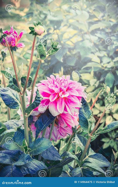 Pink Dahlia Flowers in Garden, Summer Outdoor Stock Image - Image of focus, closeup: 114964475