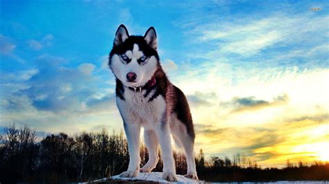 Husky Ganteng-Ganteng Serigala Penyelamat Banyak Nyawa! | GustaVet