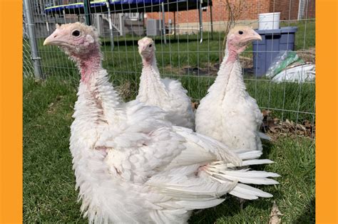 Breed Spotlight: Broad-Breasted Turkey | Meyer Hatchery Blog