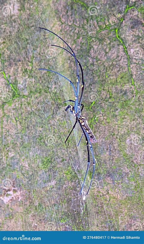 Portrait of Nephila Pilipes in Spider Web Stock Image - Image of ...