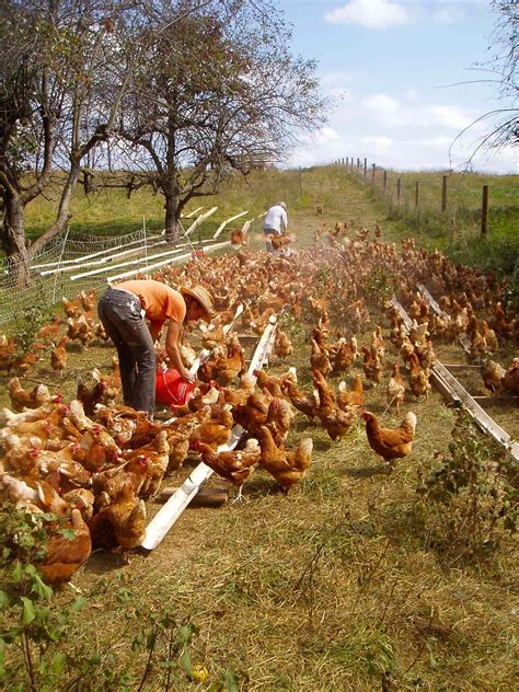 What is 'Free-Range Chicken'? - Smith Meadows | Chickens backyard, Homestead chickens, Free ...