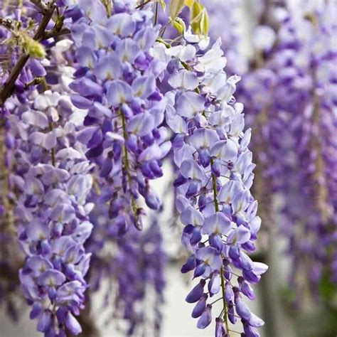 Wisteria Vine | Online Plant nursery in Lahore | Gulab.pk