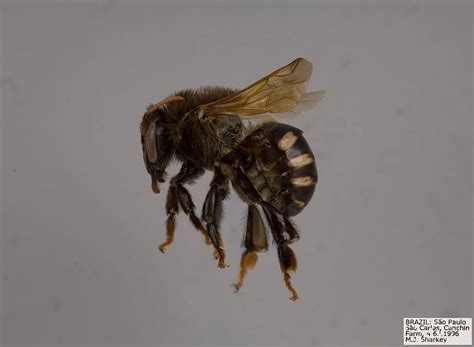 Melipona beecheii -->Mayan Honey Bee=A colony of stingless bees may produce about two liters of ...