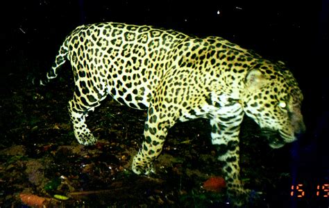 Protecting Nicaragua’s Natural Paradise for Jaguars and Other Wildlife – National Geographic Blog