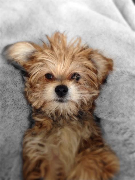 Pin by Claudia De La Fuente on Jackson......our Yorkiepom.....Yorkie Pomeranian mix | Yorkie ...