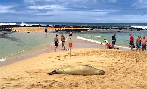 Snorkeling Poipu Beach Park Is Decent, Busy & At A Lovely Beach