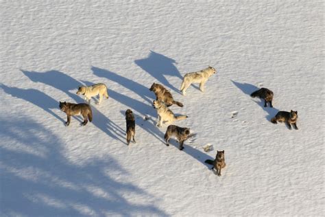 Yellowstone: Wolf hunt altered behavior, damaged research - WyoFile