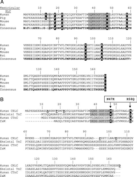 Amino acid sequences (with their respective NCBI accession numbers in ...