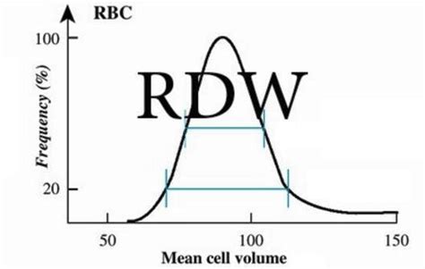 RDW Blood Test - What is?, What Does it Mean, High, Low, Normal, Calcul