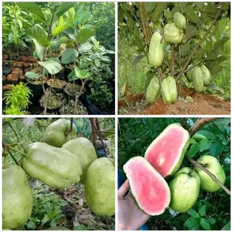 Jual bibit tanaman buah jambu biji farang merah thailand okulasi ...