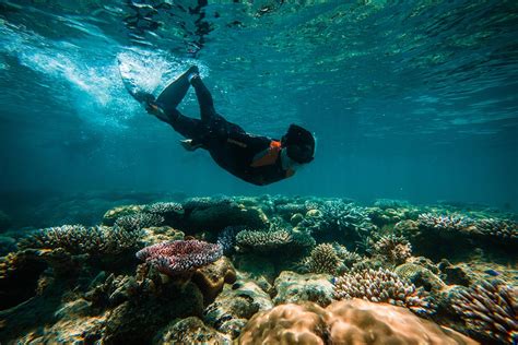 Snorkeling Tubbataha: Exploring Palawan's Coral Garden of Eden