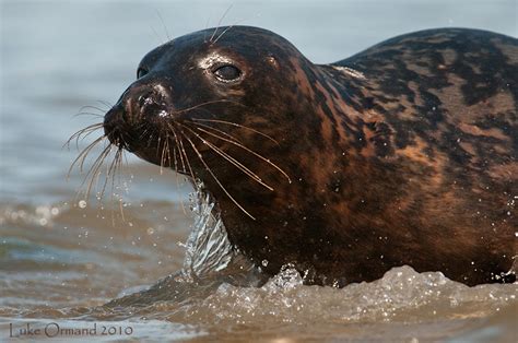 Grey Seal | Wildlife | The Wildlife