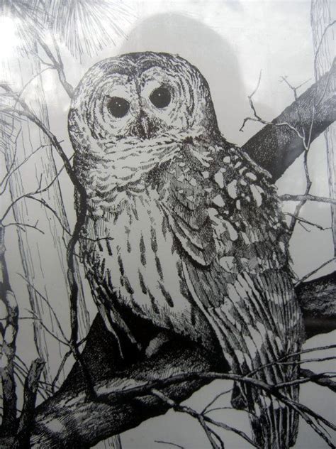 Owl In Tree Drawing | www.imgarcade.com - Online Image Arcade! | Tree drawing, Owls drawing ...