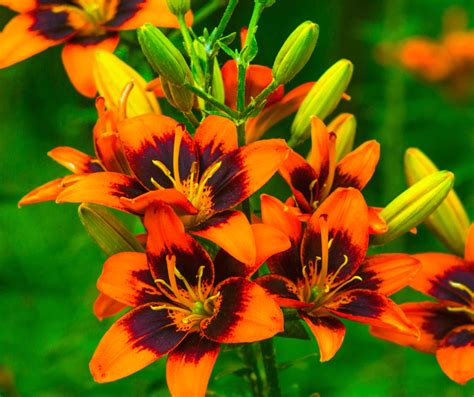 Orange Lilies Meaning: Symbolism and Significance Explained