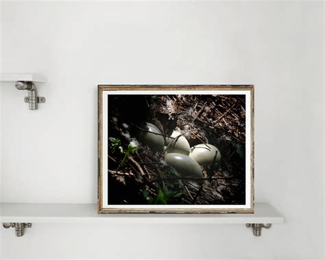 Egg Photograph Swan Eggs Swan Nest Nature Eggs Wild - Etsy