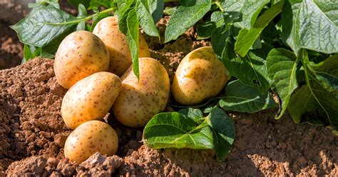 Mother Nature | 3 Ways to Plant Your Potatoes