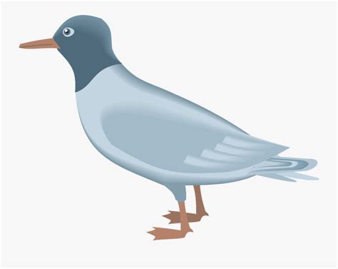 Gull Png - Gambar Burung Camar Kartun , Free Transparent Clipart ...