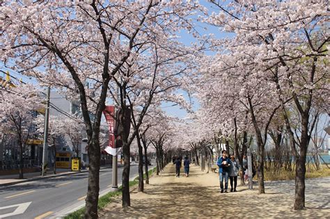 Fun & Free Daegu Travel: Absolutely Gorgeous Blooming Cherry Blossom Photos Ever, in Daegu South ...