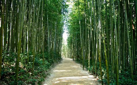 Sagano Bamboo Forest Wallpapers - Wallpaper Cave