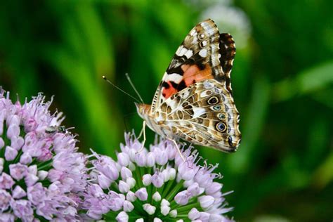 Painted lady butterflies proliferate across Siouxland this summer ...