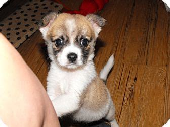 Malteagle (Maltese-Beagle Mix) Info, Puppies, Pictures