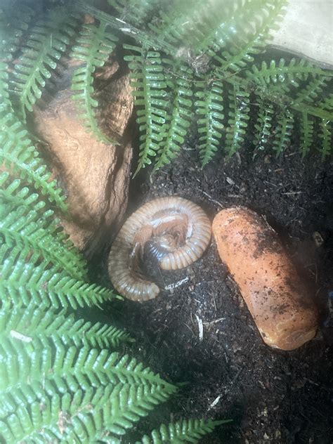 URGENT!!! Is my millipede molting??? : r/millipedes