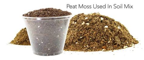 What Is Peat Moss: How To [Best Use] Peatmoss In The Garden