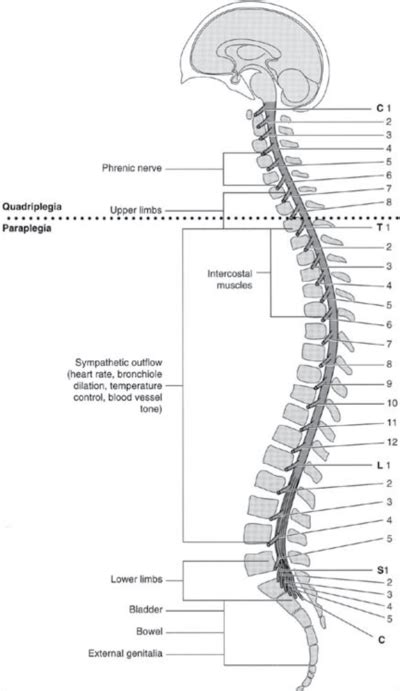 Spinal Cord Injury - Physiopedia