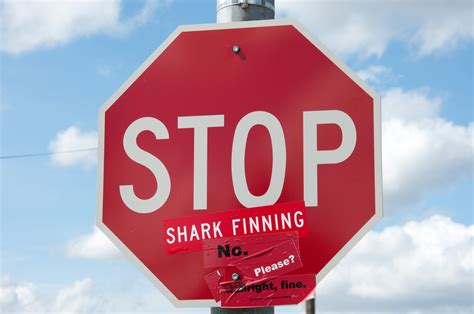 Information about "sharkfinning.jpg" on shark finning - Davis - LocalWiki