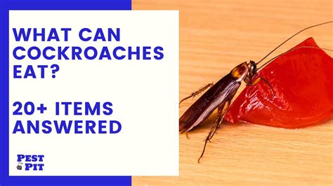 What Can Cockroaches Eat? 20+ Items Answered - Pest Pit