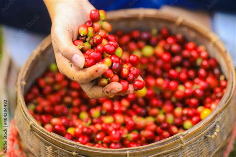 Plantation red coffee bean farmer hands ripe harvest in Garden farm ...