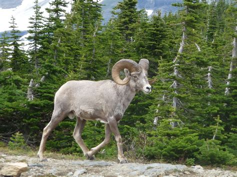 Park, Montana, Glacier National Park #park, #montana, #glaciernationalpark | Glacier national ...