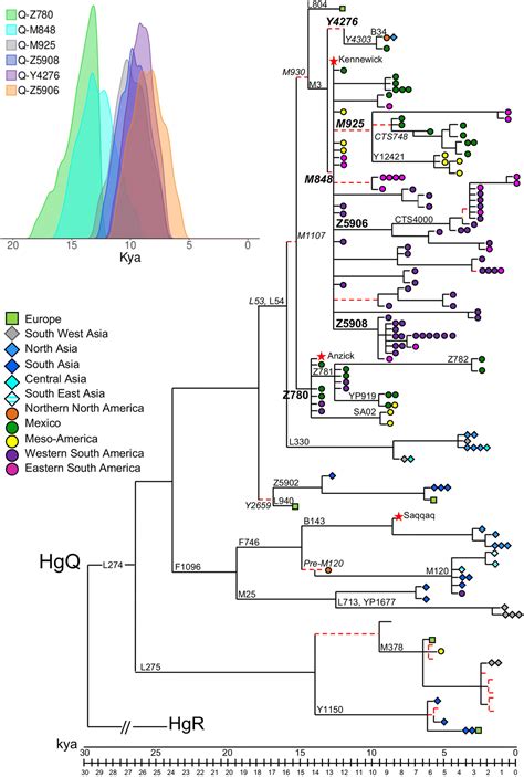 Analysis of the human Y-chromosome haplogroup Q characterizes ancient population movements in ...