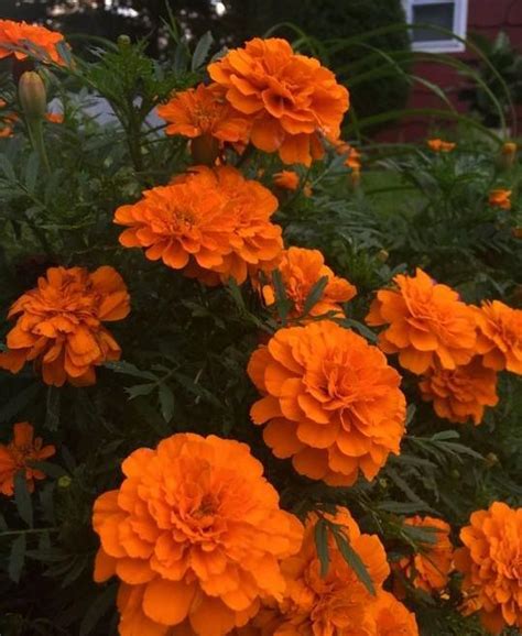 Orange Marigold Flowers : r/orange