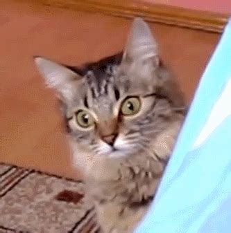 Funny cats - part 182 (40 pics + 10 gifs) | Amazing Creatures