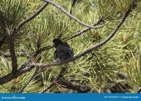 Trees and Birds in Bryce Canyon Stock Image - Image of states, colors: 137723241