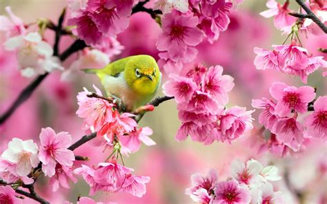 vögel, tiere, rosa Blumen, Blüten | Pink flowers wallpaper, Flower wallpaper, Beautiful birds