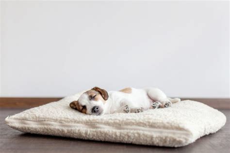 What does your pet's sleeping position mean? - Mayhew