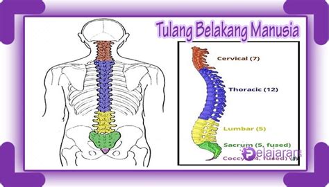 Anatomi tulang belakang manusia – Ilmu Pengetahuan Alam (IPA)