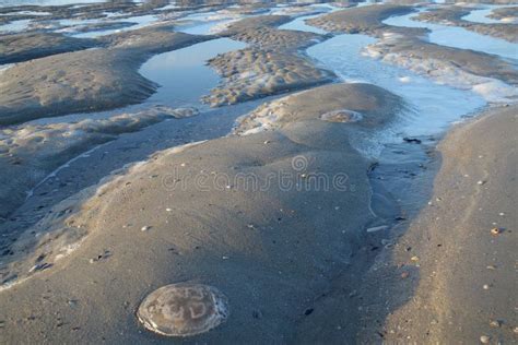 The Island of Juist in Germany Stock Photo - Image of goose, waves: 119095630