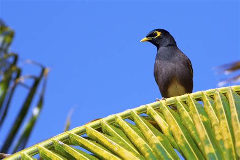 Mauritius Wildlife Foto & Bild | tiere, wildlife, wild lebende vögel ...