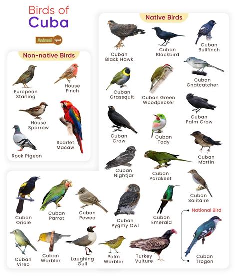 List of Birds Found in Cuba with Pictures