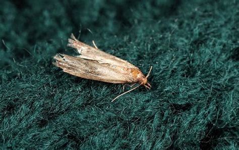 Blog - Everything Fulshear Residents Need To Know About Clothes Moths