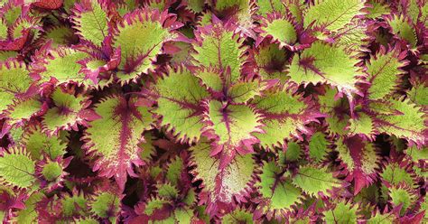 How To Collect Coleus Seeds - The Garden Magazine