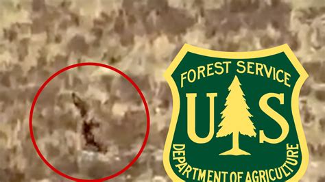 U.S. Forest Service Can't Say If New Bigfoot Video in Colorado is Real